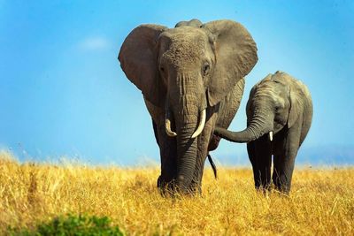 Elephant standing on field against sky