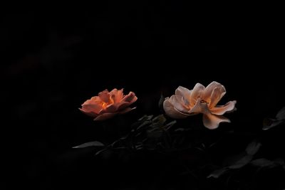 Close-up of orange rose against black background