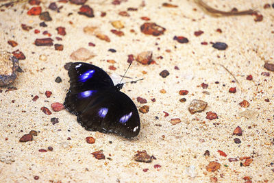 High angle view of black insect on sand