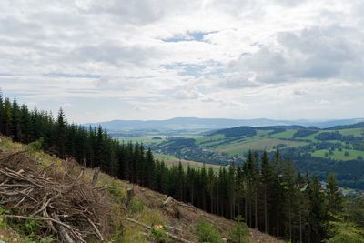 Scenic view of forest against sky