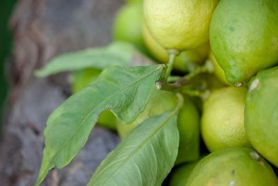 Close-up of green fruit