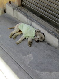 High angle view of dog sleeping