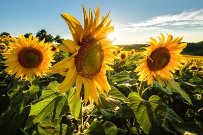 Close-up of sunflowers blooming on field against sky