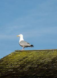 Seagull -larus occidentalis standing on a moss covered roof