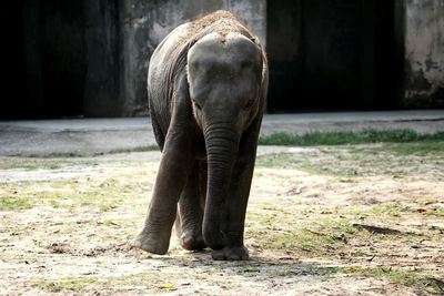 Close-up of elephant