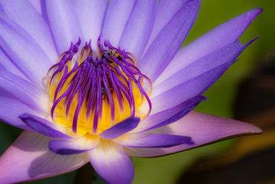 Close-up of purple flower