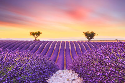 Scenic view of purple flower on field against sky during sunset