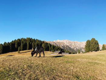 View of horses on field against sky