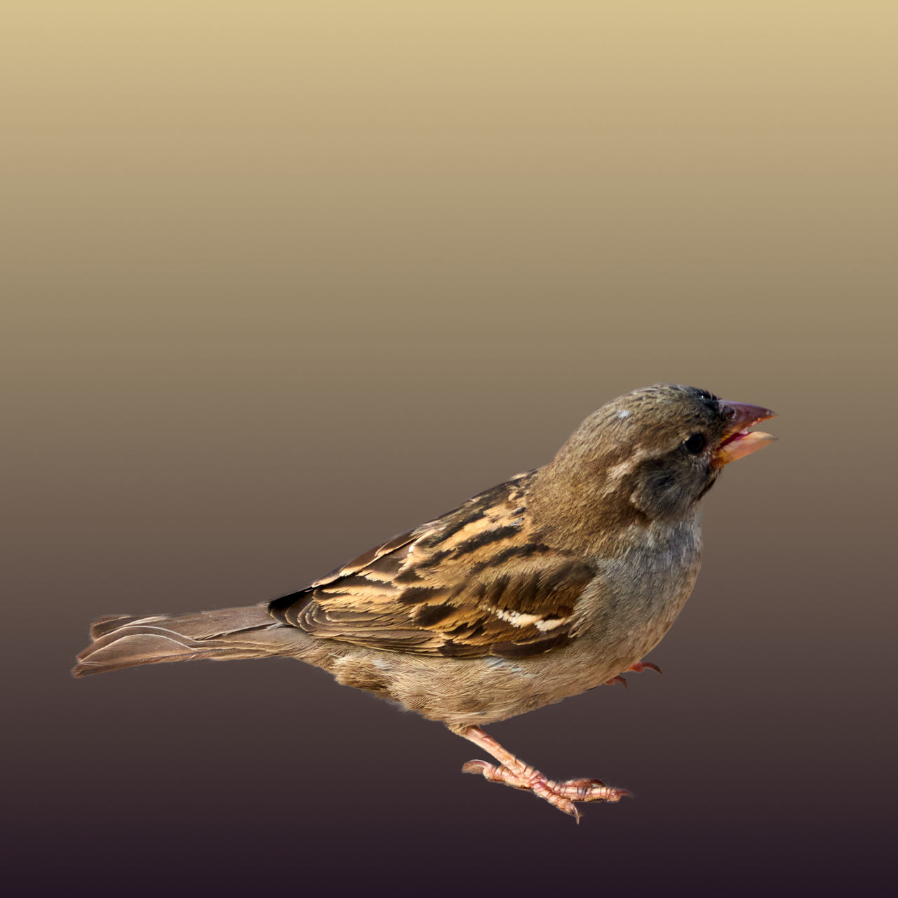 CLOSE-UP OF BIRD PERCHING ON A ROCK