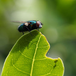 Close-up of grasshopper on leaf