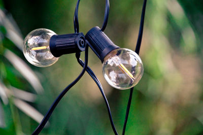 Close-up of string lights hanging against plants