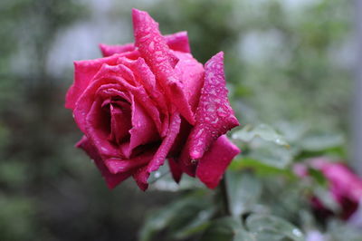 Close-up of wet rose