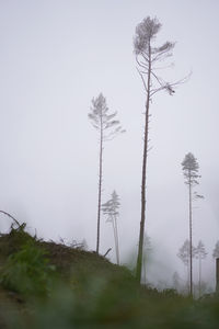 Trees on field against sky