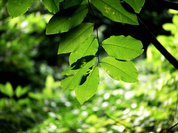 Close-up of leaves against blurred background