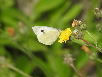 Close-up of butterfly pollinating on flower