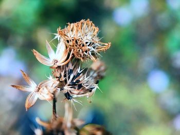 Close-up of butterfly pollinating on flower