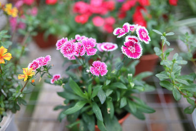 Close-up of pink flowering plants
