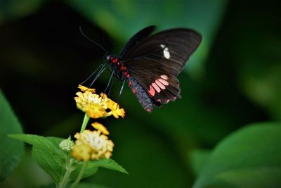 Close-up of butterfly pollinating on leaf