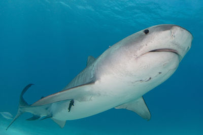 tiger shark
