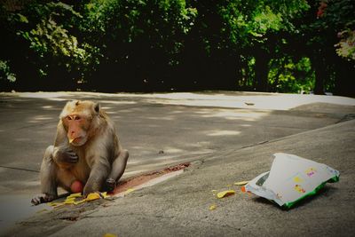 Monkey on road