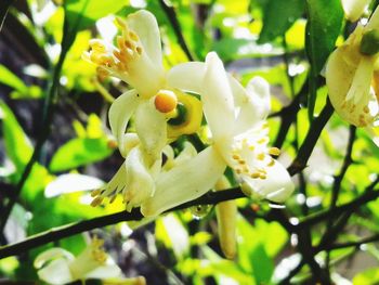 Close-up of white flowers