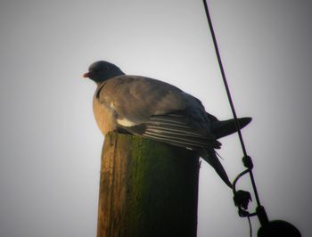 Close-up of bird perching outdoors