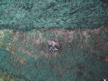 High angle view of plants on beach