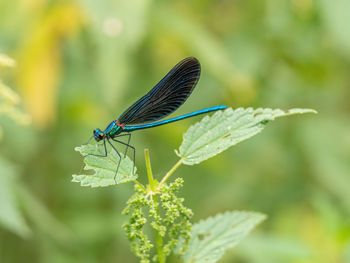 Close-up of insect on leaf