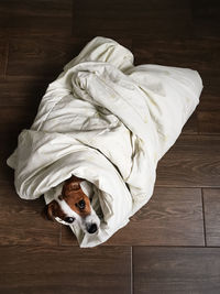 High angle view of dog relaxing on floor at home
