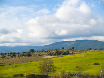 Scenic view of agricultural field against sky