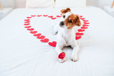 Cute jack russell dog at home with red rose on paw, red hearts on bed. romance, valentines concept