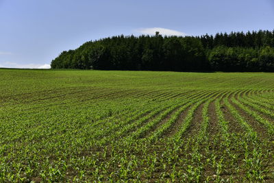 Scenic view of agricultural field against sky