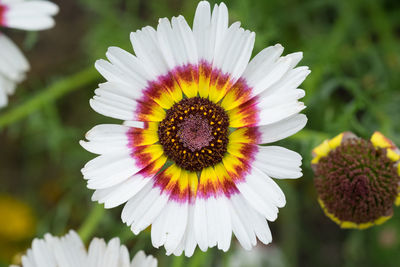 Close-up of white flower blooming at park