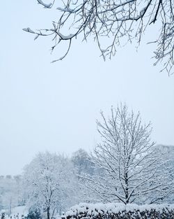 Low angle view of bare tree against clear sky