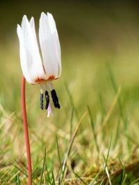 Close-up of white flower on field