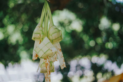 Close-up of butterfly hanging on plant