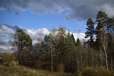 Trees against sky