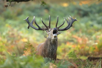 A red deer stag bellowing during the rut