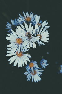 Close-up of insect on flower