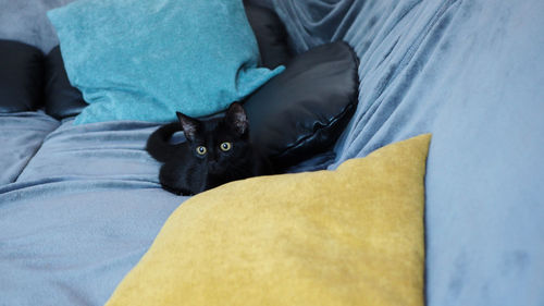 Portrait of cat relaxing on bed