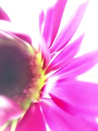 Close-up of flower blooming outdoors