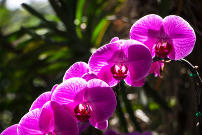 Close-up of pink orchids in park