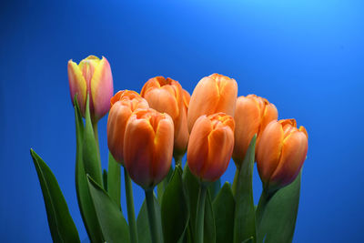 Close-up of tulip against blue sky