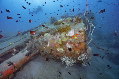 View of fish swimming in sea