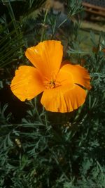 Close-up of yellow flower