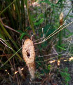 Close-up of mushroom on grass