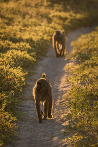 Chacma baboons on dirt road