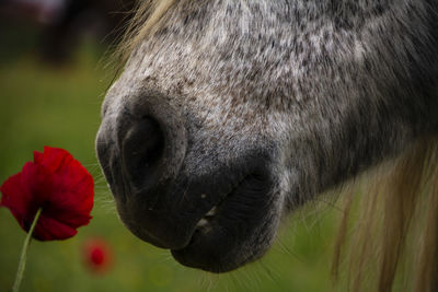 Close-up of horse