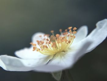Close-up of fresh white flower blooming against black background
