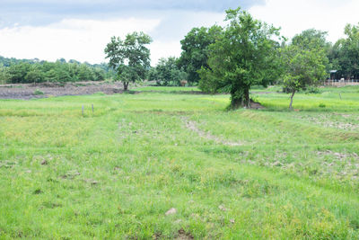 Trees on field against sky